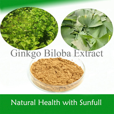 Ekstrak Ginkgo Biloba Alami 24% Ginkgoflavoglikosida 6% Terpene Lactones